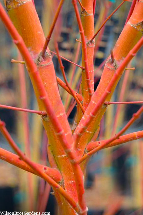 Wild Fire Coral Bark Japanese Maple - 3 Gallon Pot (4-5')