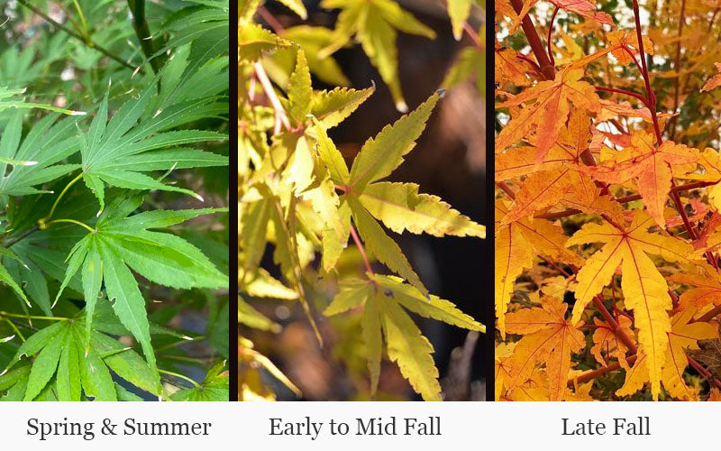  Wild Fire Coral Bark Japanese Maple - 3 Gallon Pot (4-5')