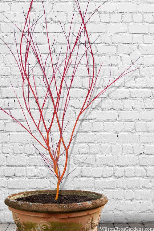  Wild Fire Coral Bark Japanese Maple - 3 Gallon Pot (6-7')