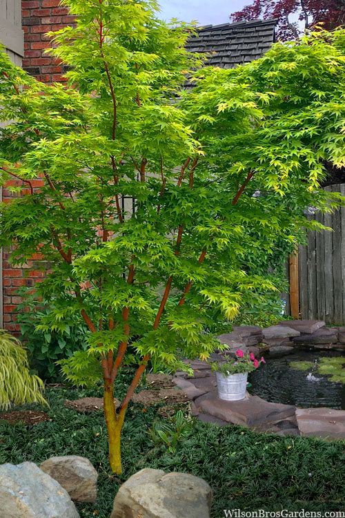  Wild Fire Coral Bark Japanese Maple - 3 Gallon Pot (6-7')