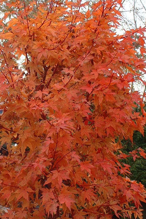  Winter Flame Coral Bark Japanese Maple - 1 Gallon Pot