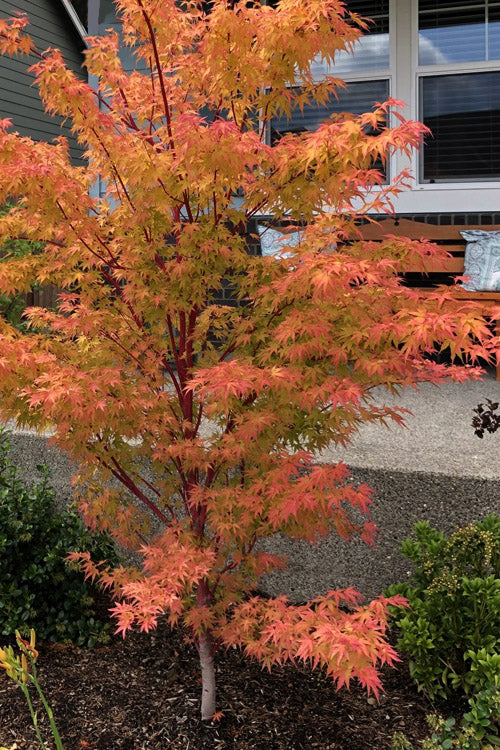  Winter Flame Coral Bark Japanese Maple - 1 Gallon Pot