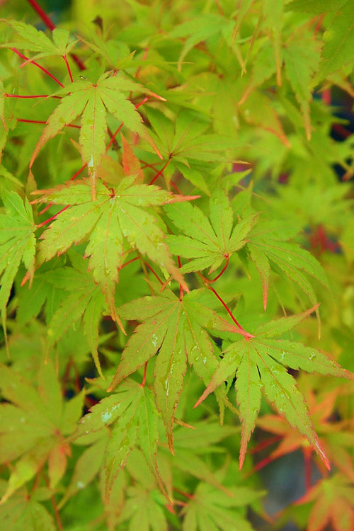  Winter Flame Coral Bark Japanese Maple - 1 Gallon Pot