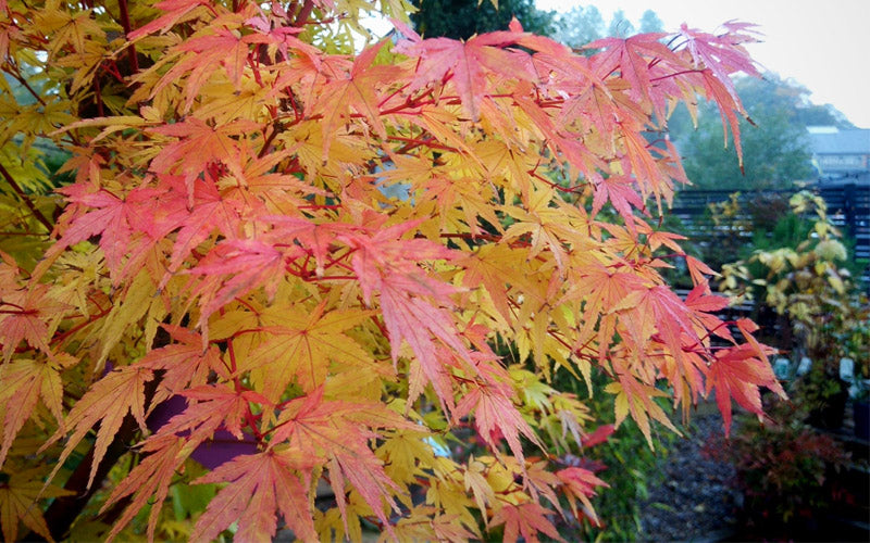  Winter Flame Coral Bark Japanese Maple - 1 Gallon Pot