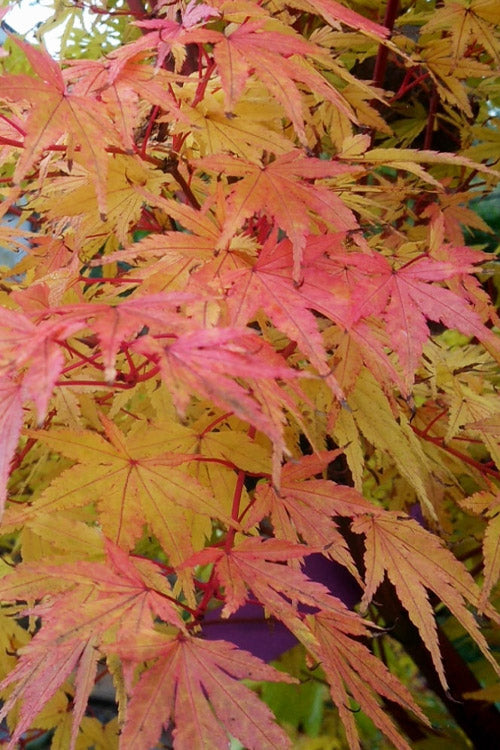  Winter Flame Coral Bark Japanese Maple - 1 Gallon Pot