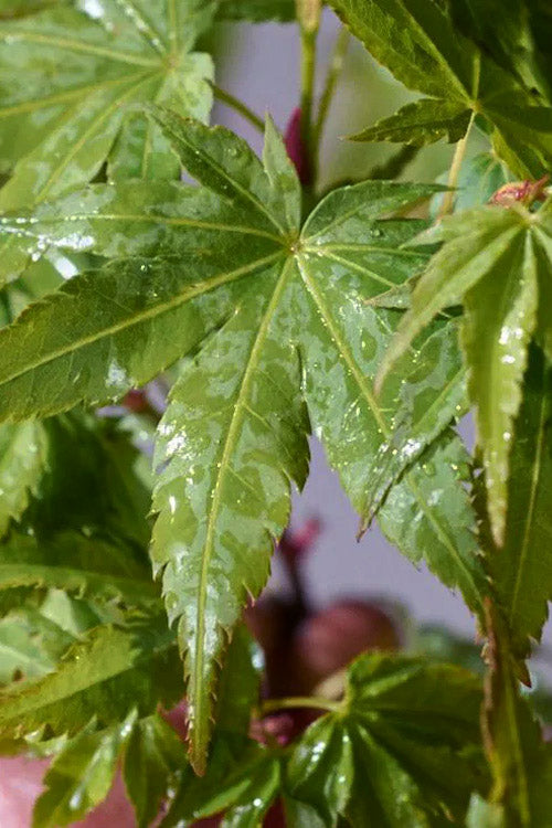  Winter Flame Coral Bark Japanese Maple - 1 Gallon Pot