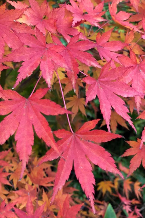  Winter Flame Coral Bark Japanese Maple - 1 Gallon Pot