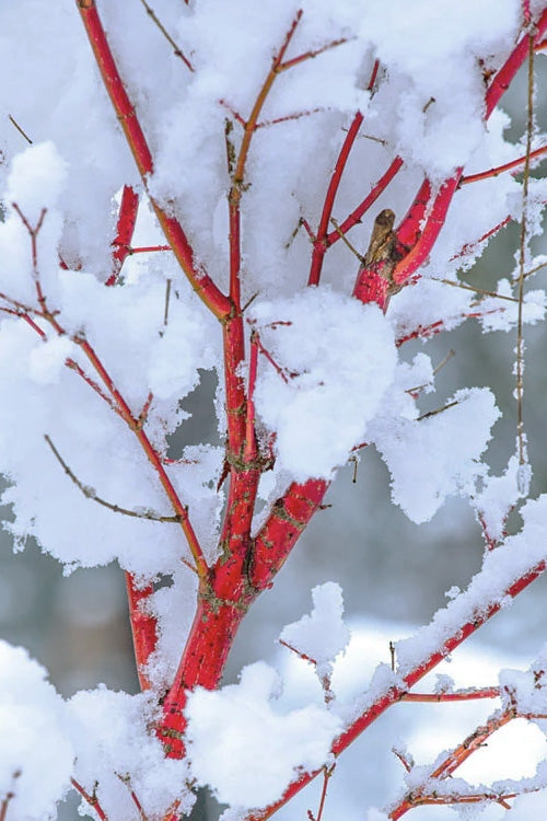  Winter Red Coral Bark Japanese Maple - 1 Gallon Pot