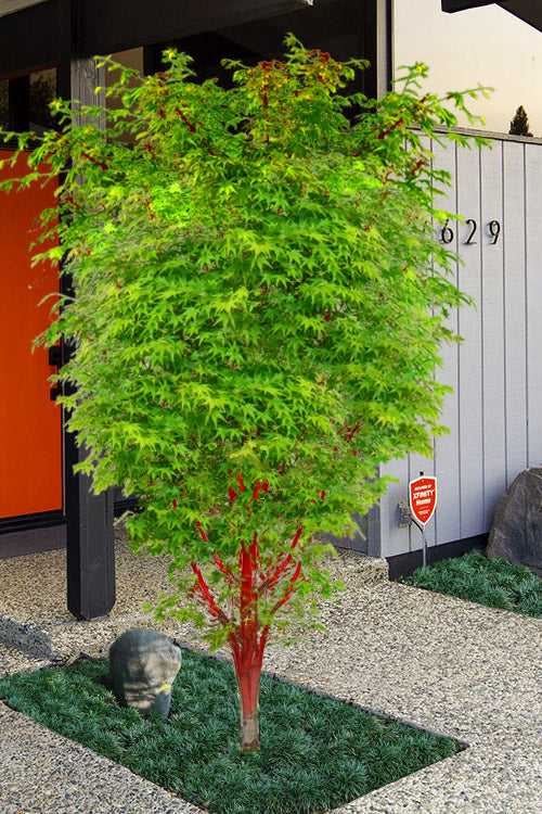  Winter Red Coral Bark Japanese Maple - 7 Gallon Pot