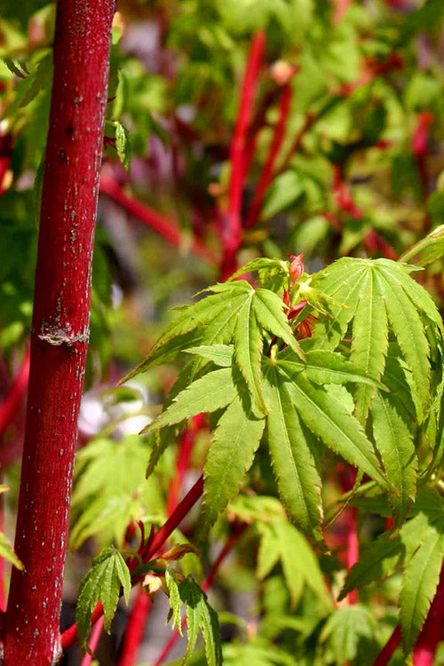  Winter Red Coral Bark Japanese Maple - 7 Gallon Pot