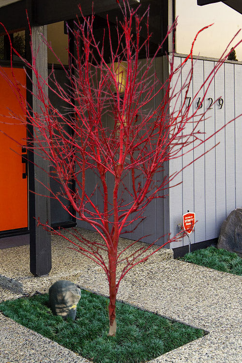  Winter Red Coral Bark Japanese Maple - 7 Gallon Pot