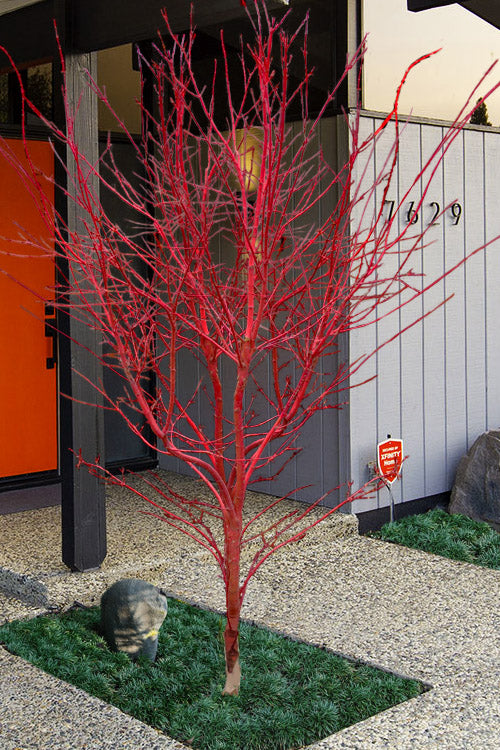  Winter Red Coral Bark Japanese Maple - 7 Gallon Pot