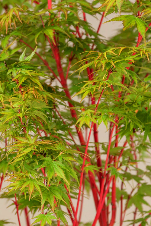  Winter Red Coral Bark Japanese Maple - 1 Gallon Pot
