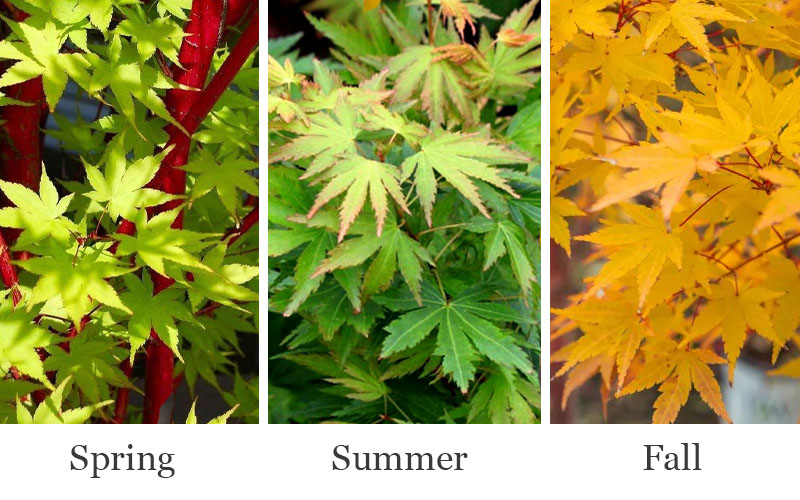  Winter Red Coral Bark Japanese Maple - 7 Gallon Pot