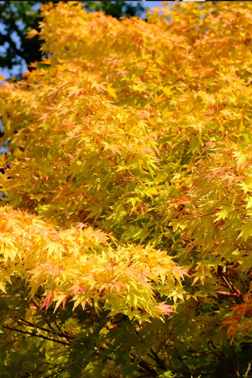  Winter Red Coral Bark Japanese Maple - 7 Gallon Pot