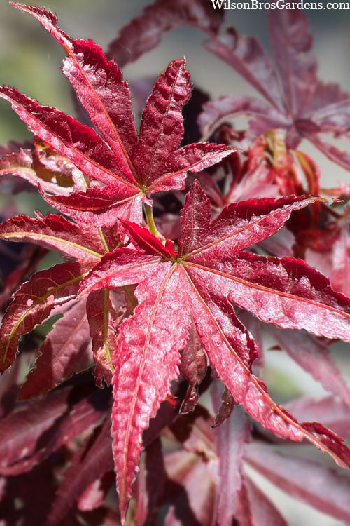  Winter's Columnar Red Japanese Maple - 7 Gallon Pot (4-5')