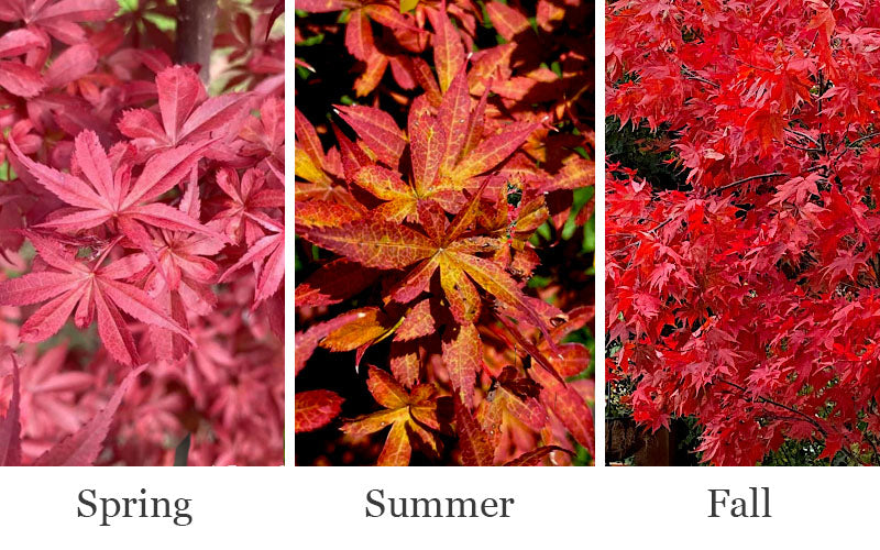 Winter's Columnar Red Japanese Maple - 7 Gallon Pot (4-5')