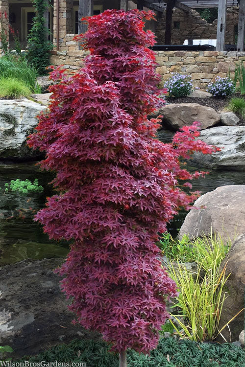  Winter's Columnar Red Japanese Maple - 7 Gallon Pot (4-5')