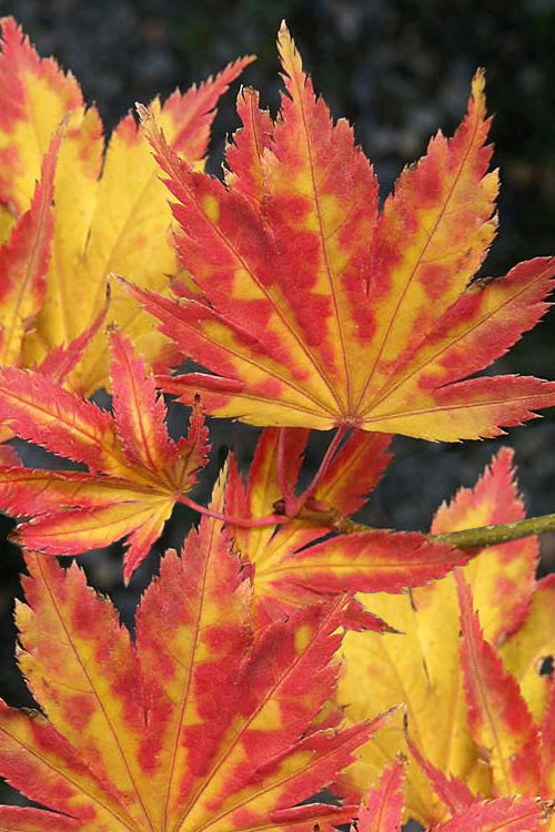  Yellow Bird Japanese Maple - 5 Gallon Pot