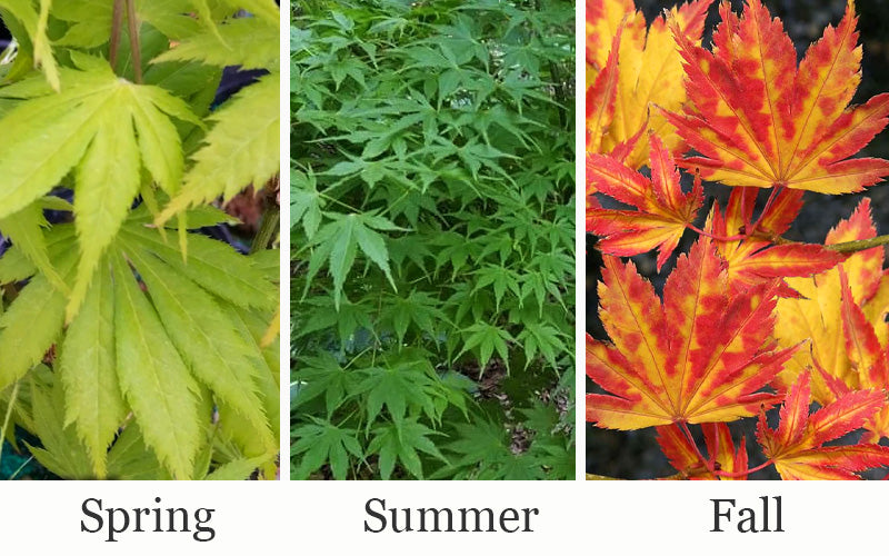  Yellow Bird Japanese Maple - 3 Gallon Pot