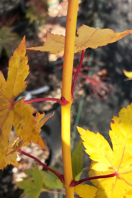  Yellow Princess Japanese Maple - 1 Gallon Pot