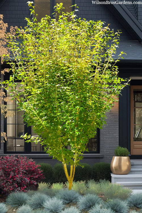  Yellow Princess Japanese Maple - 1 Gallon Pot