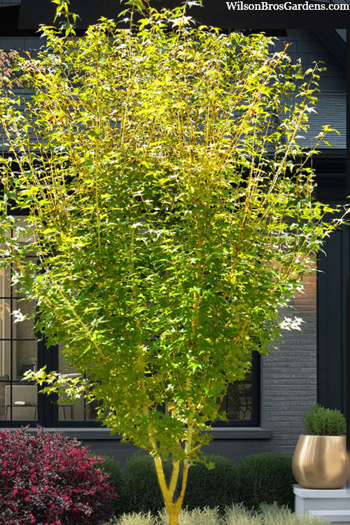  Yellow Princess Japanese Maple - 1 Gallon Pot