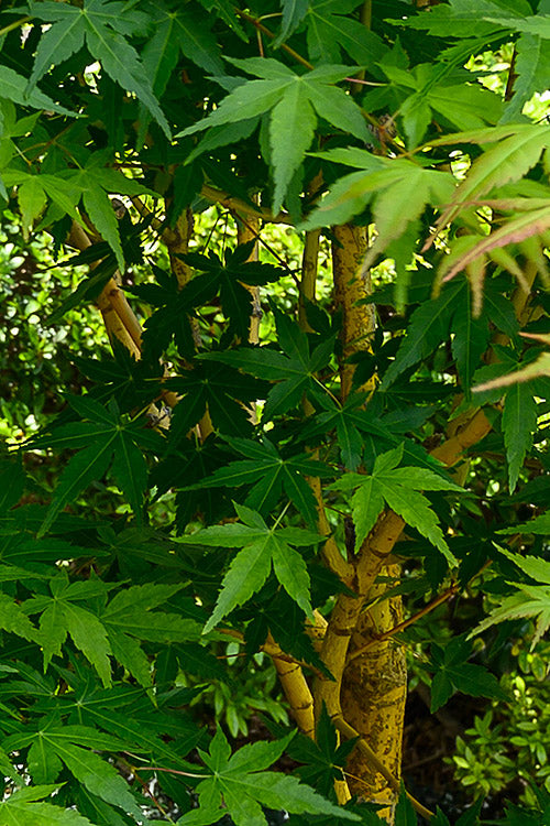  Yellow Princess Japanese Maple - 1 Gallon Pot