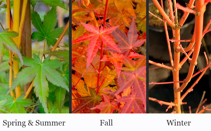  Yellow Princess Japanese Maple - 1 Gallon Pot