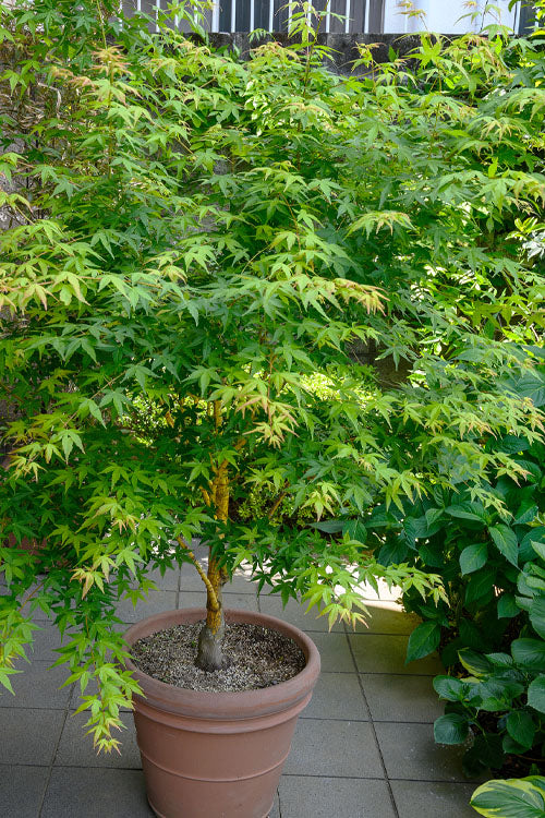  Yellow Princess Japanese Maple - 1 Gallon Pot