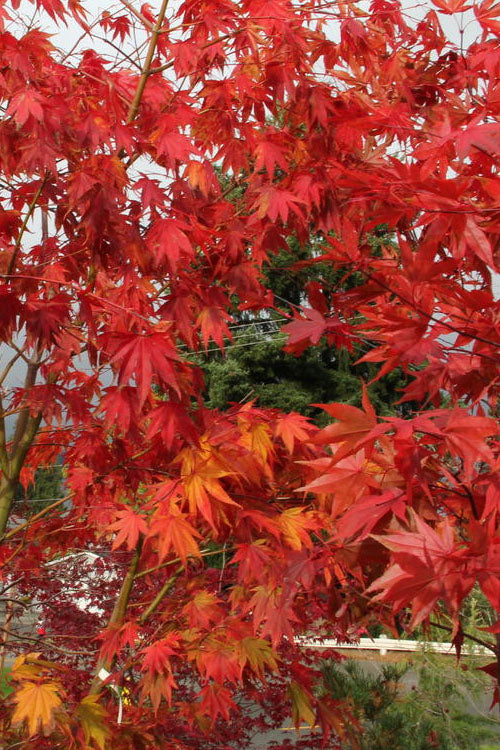  Yezo Nishiki Japanese Maple - 3 Gallon Pot (2-3')