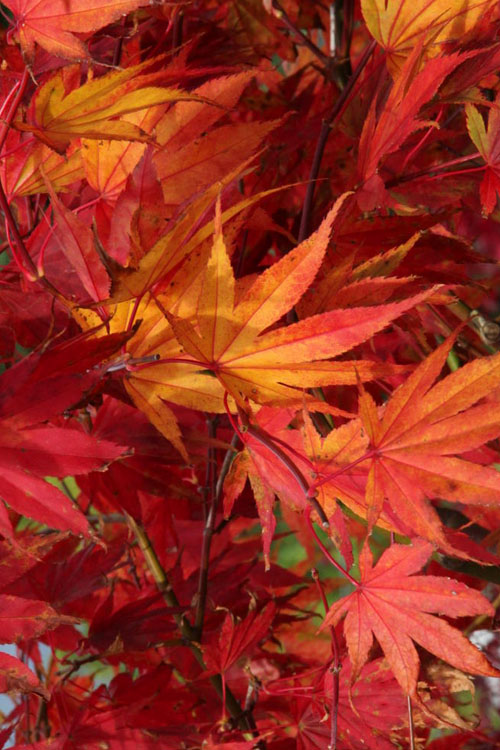  Yezo Nishiki Japanese Maple - 5 Gallon Pot (4-5')