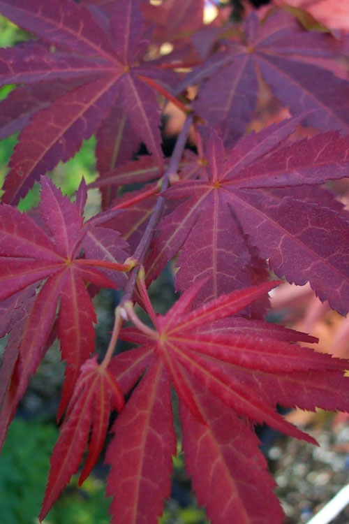  Yezo Nishiki Japanese Maple - 3 Gallon Pot (2-3')