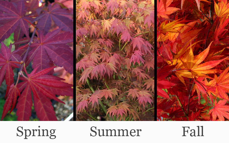  Yezo Nishiki Japanese Maple - 3 Gallon Pot (2-3')