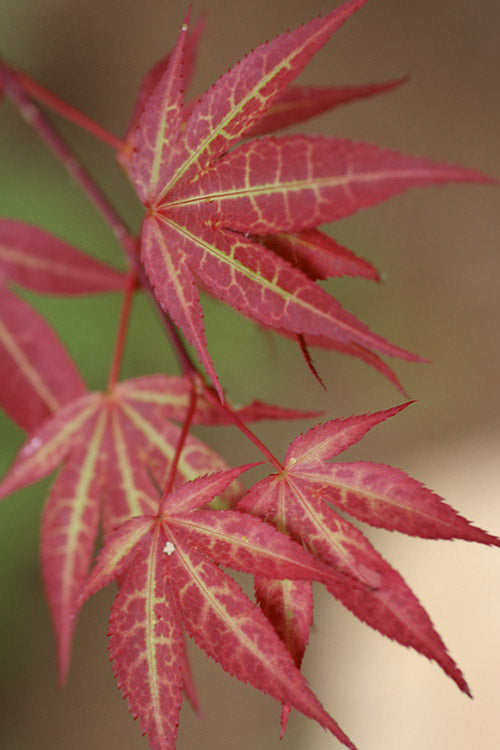  Yezo Nishiki Japanese Maple - 3 Gallon Pot (2-3')