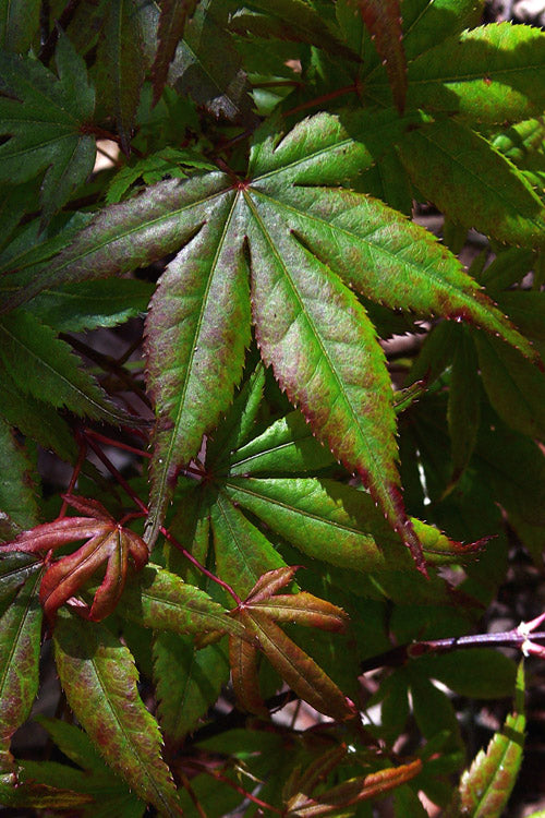  Yezo Nishiki Japanese Maple - 5 Gallon Pot (4-5')