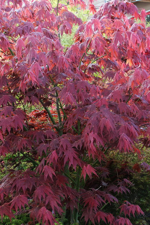 Yezo Nishiki Japanese Maple - 5 Gallon Pot (4-5')