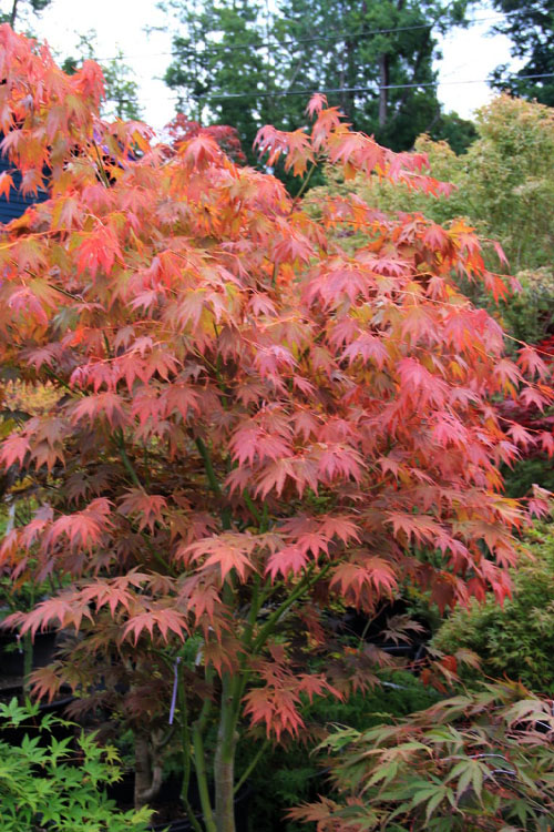 Yezo Nishiki Japanese Maple - 3 Gallon Pot (2-3')