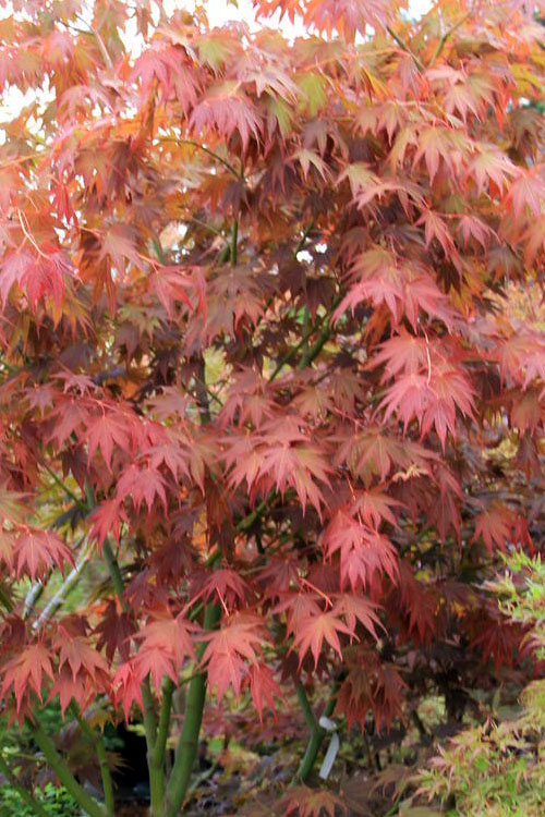 Yezo Nishiki Japanese Maple - 3 Gallon Pot (2-3')