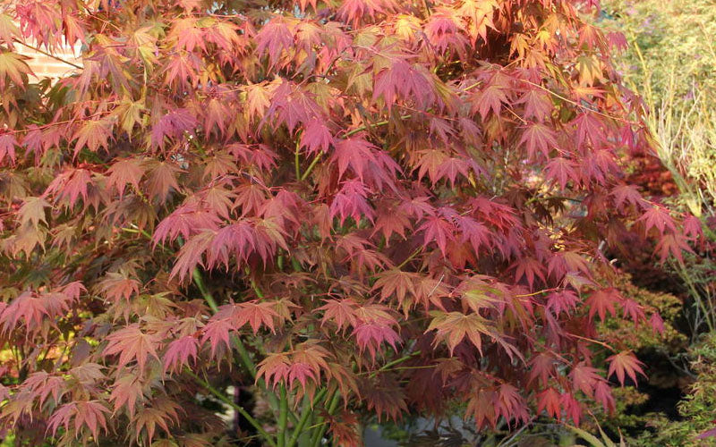  Yezo Nishiki Japanese Maple - 3 Gallon Pot (2-3')