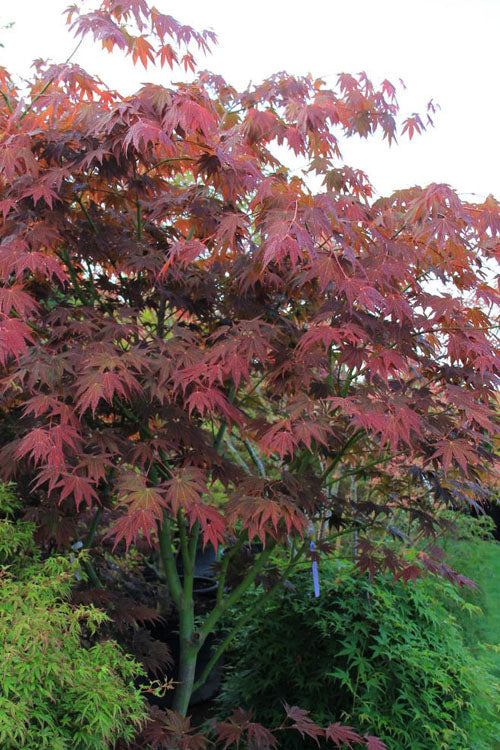  Yezo Nishiki Japanese Maple - 3 Gallon Pot (2-3')
