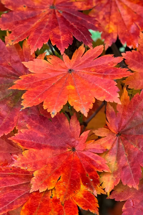  Purple Bloom Korean Maple (Acer Pseudosieboldianum Var. Takesimense) - 3 Gallon Pot (2-3')