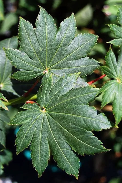  Purple Bloom Korean Maple (Acer Pseudosieboldianum Var. Takesimense) - 3 Gallon Pot 4-5'