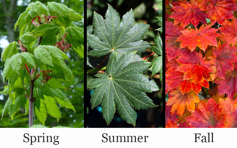  Purple Bloom Korean Maple (Acer Pseudosieboldianum Var. Takesimense) - 3 Gallon Pot (2-3')