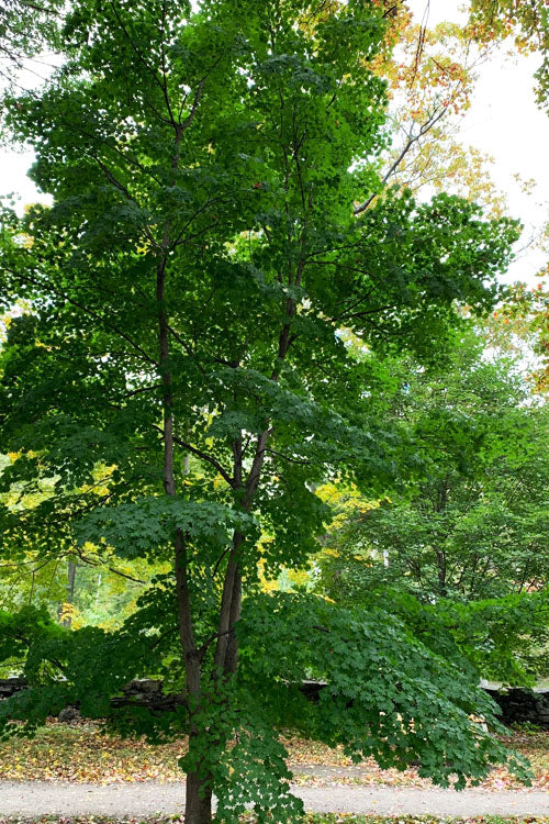  Purple Bloom Korean Maple (Acer Pseudosieboldianum Var. Takesimense) - 3 Gallon Pot 4-5'