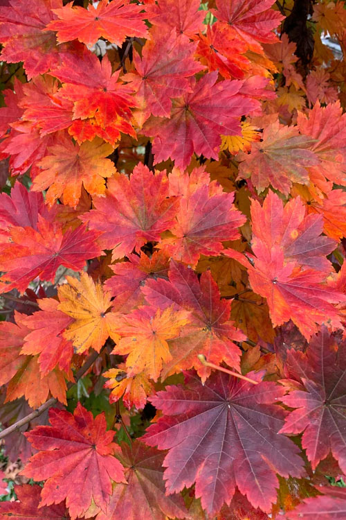  Purple Bloom Korean Maple (Acer Pseudosieboldianum Var. Takesimense) - 3 Gallon Pot 4-5'
