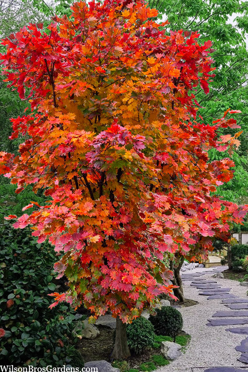  Purple Bloom Korean Maple (Acer Pseudosieboldianum Var. Takesimense) - 3 Gallon Pot 4-5'