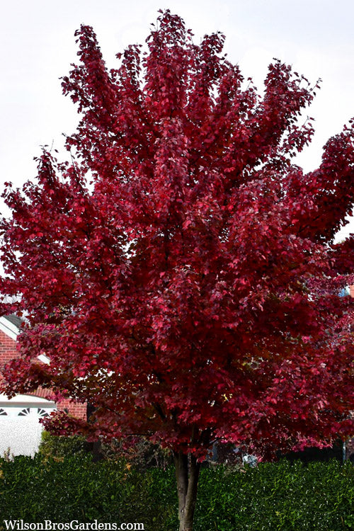  Brandywine Maple Tree - 7 Gallon Pot (6-7')