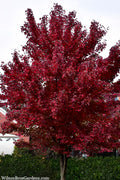  Brandywine Maple Tree - 7 Gallon Pot (6-7')