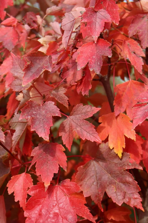  Native Red Maple Tree (Acer Rubrum) - 1 Gallon Pot